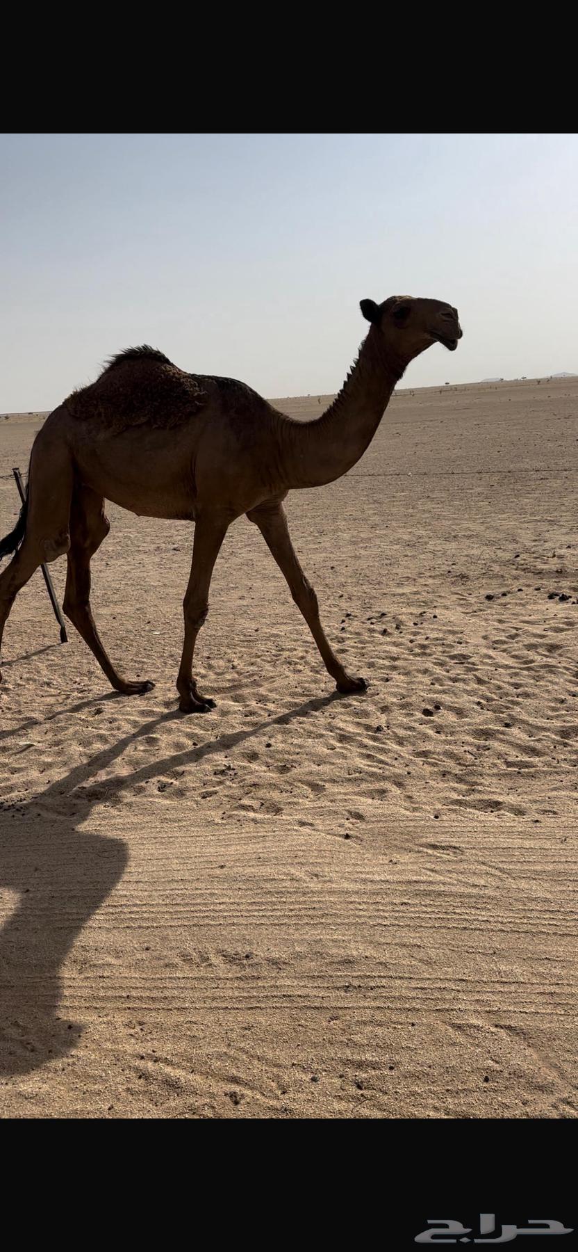 بكره صفرا طيبه64334206636289111