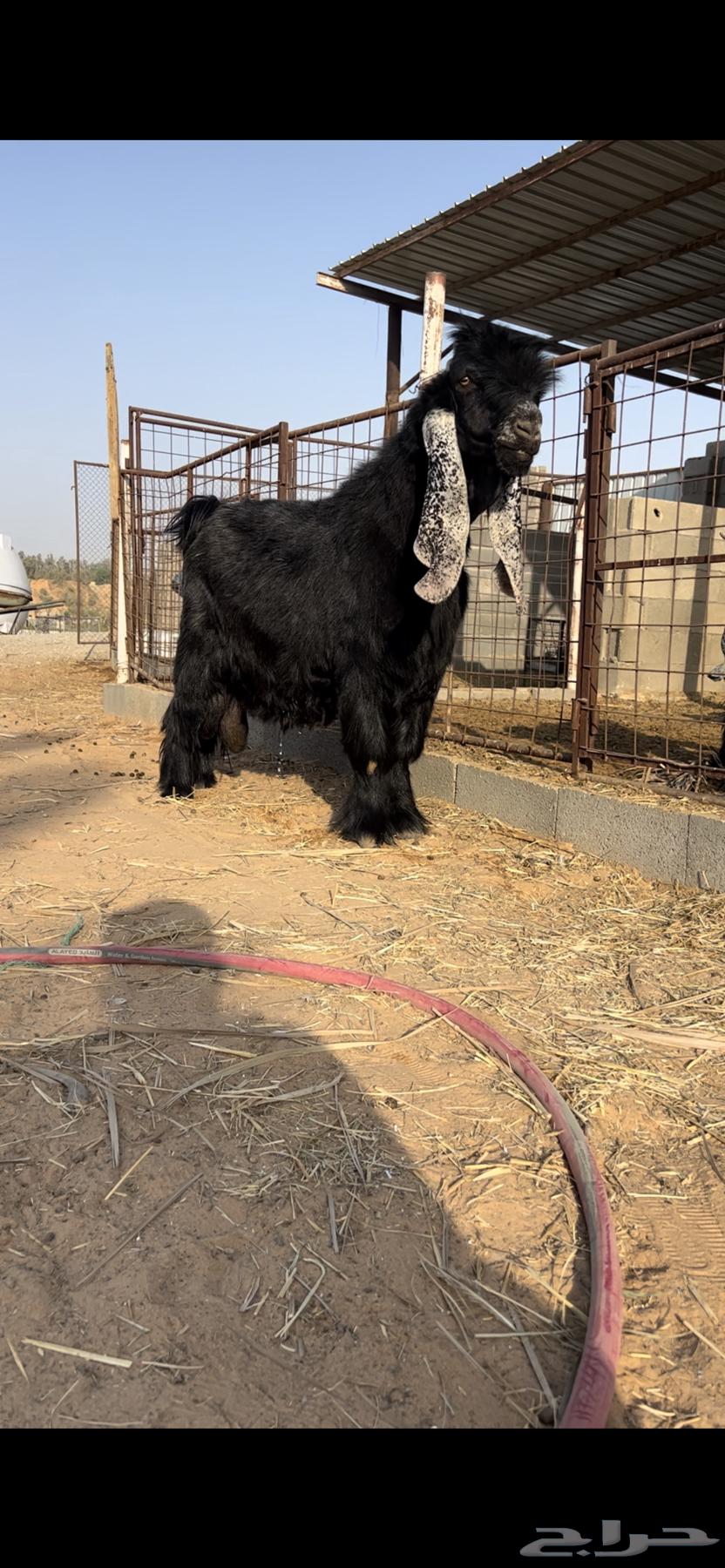 للبيع فحل عارضي صنف منتج64335680437123110