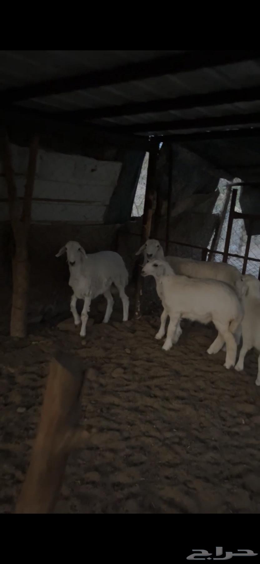 للبيع رخال64333949888514110