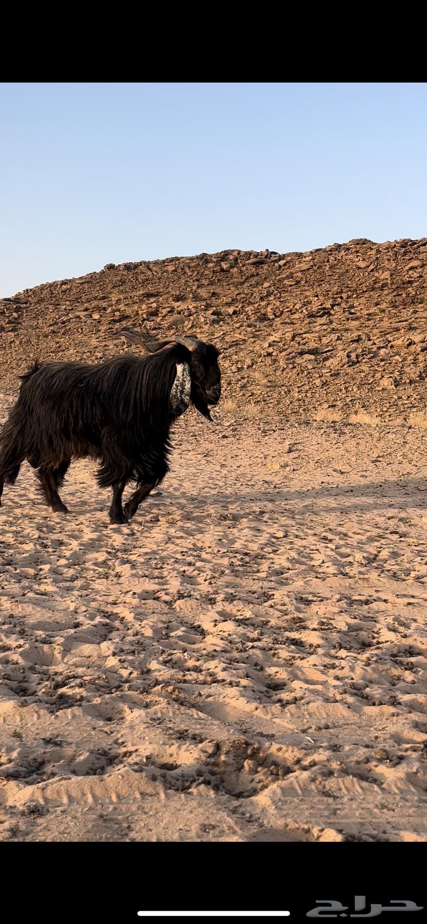 Tesla for sale, condition and age shown in picture64330191818626111