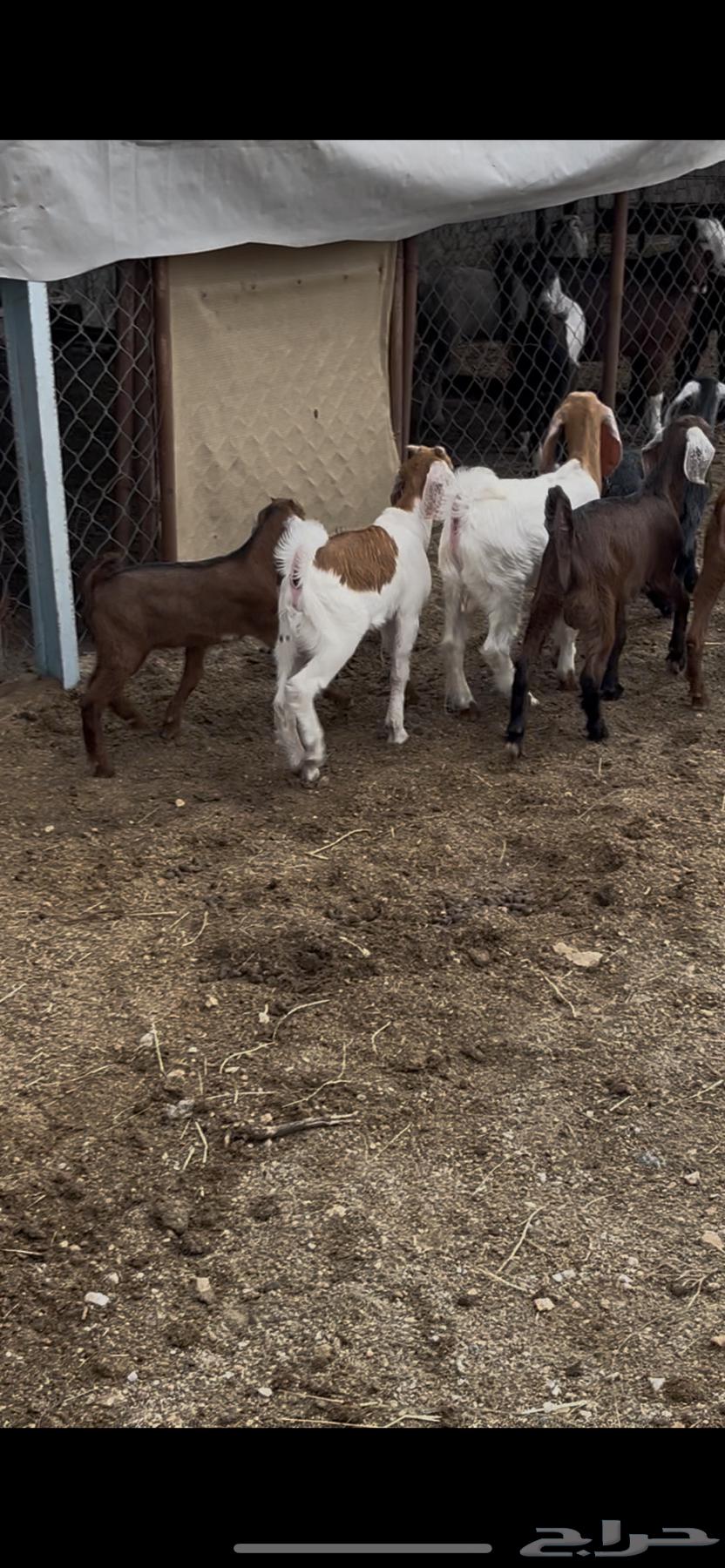 9 تيوس تربيه64331332367747114