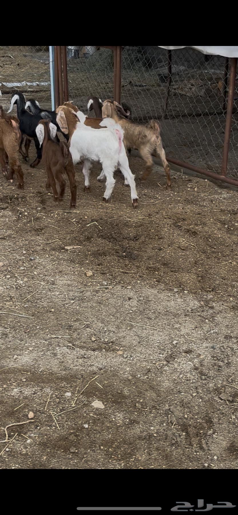 9 تيوس تربيه64331332367747110