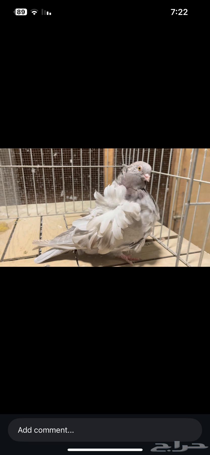 For sale pigeon flock with colors and levels64332982319618113