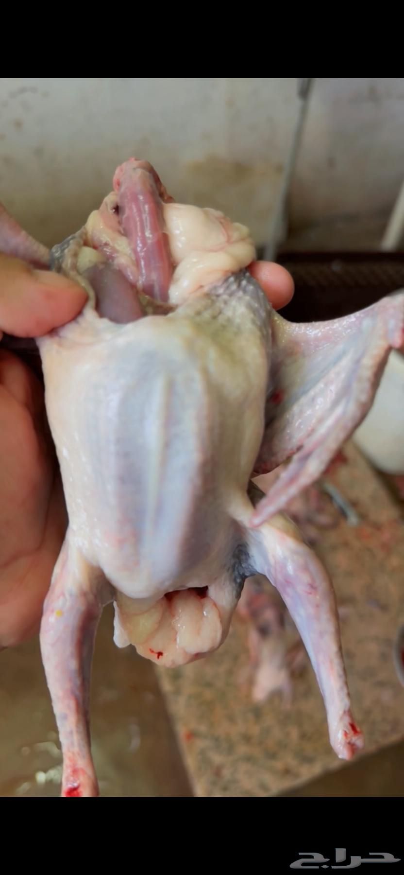 فروخ حمام فرنسي سلفرفروخ طيب تقريبن 20جواز64333919219843110