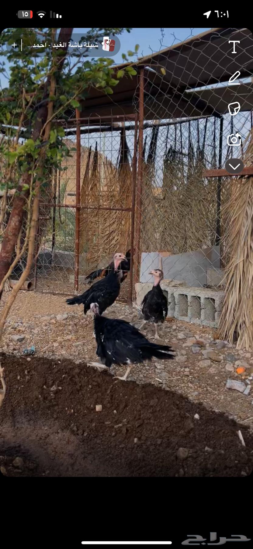 رومي للبيع64331855118339111