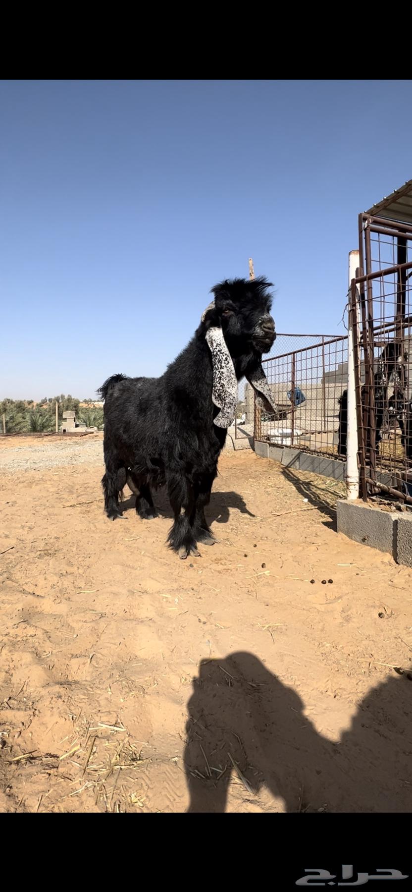 للبيع فحل عارضي صنف منتج64335680437123111