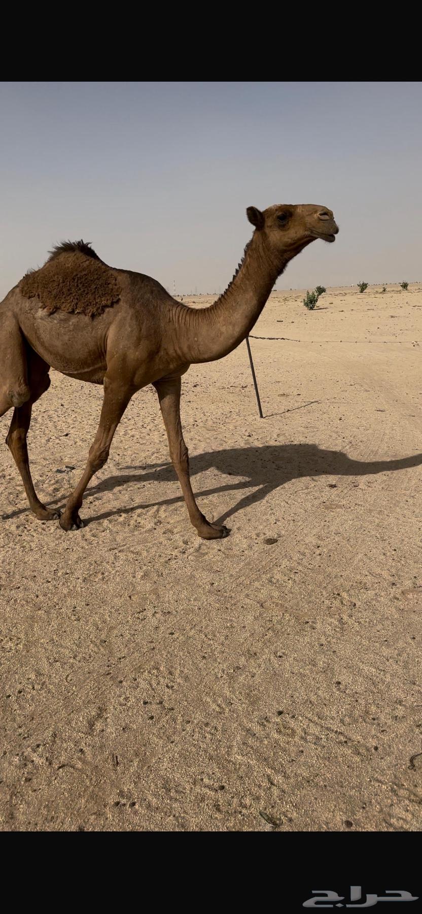 بكره صفرا طيبه64334206636289113