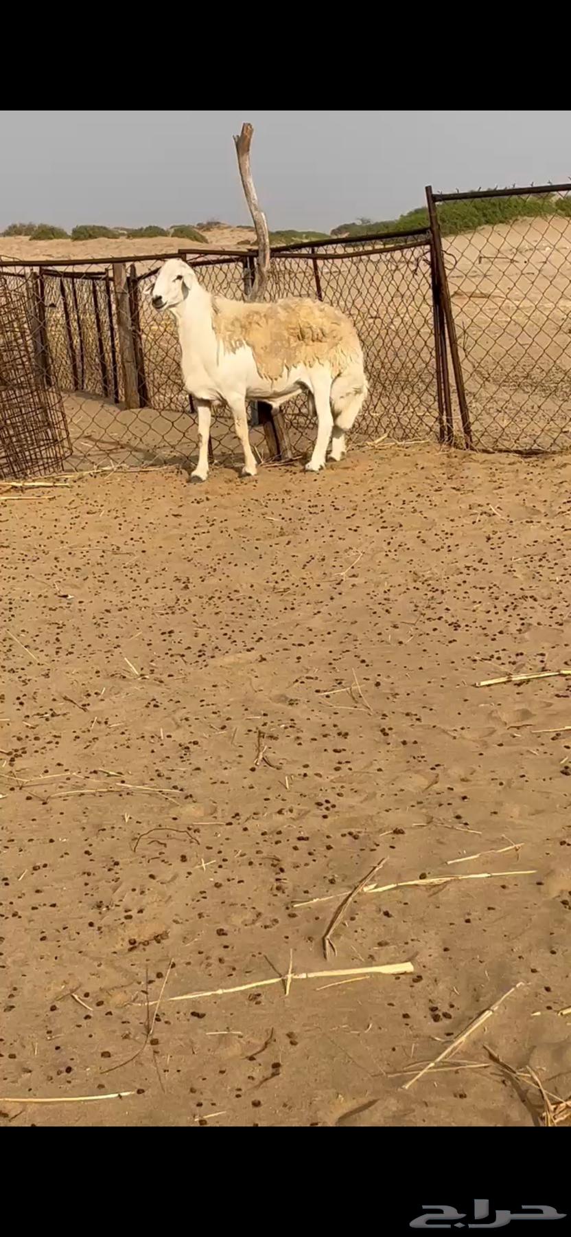 طلي فحل حري تم البيع64327057242627110