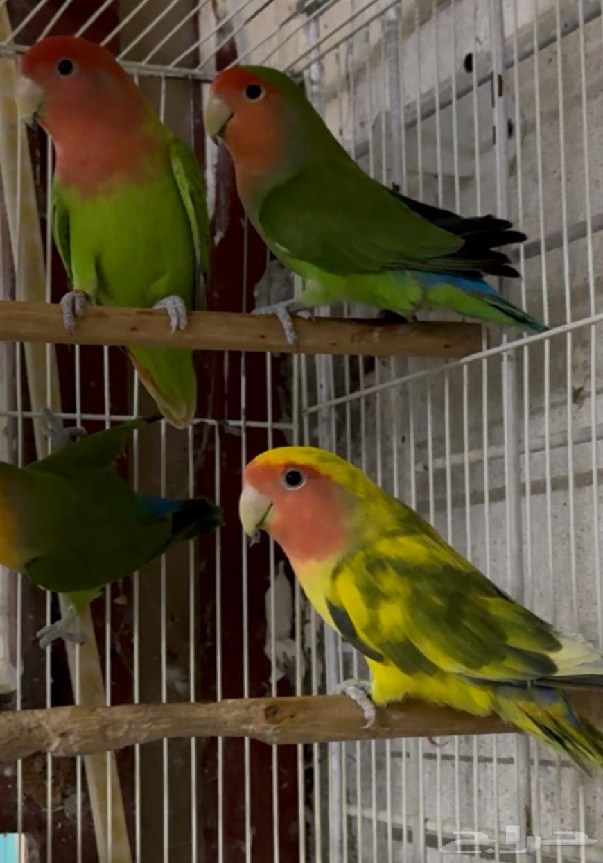 طيور روز جواهز للانتاج للبيع جملة64325457954689112