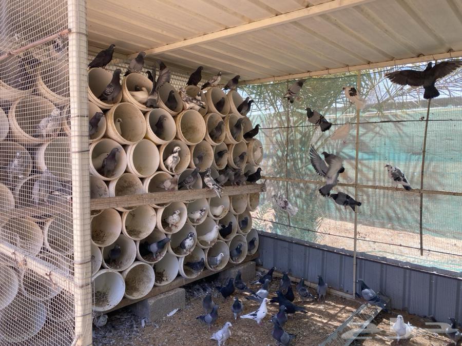 حمام زاجل للبيع اعمار اقل من سنه64325750316674112