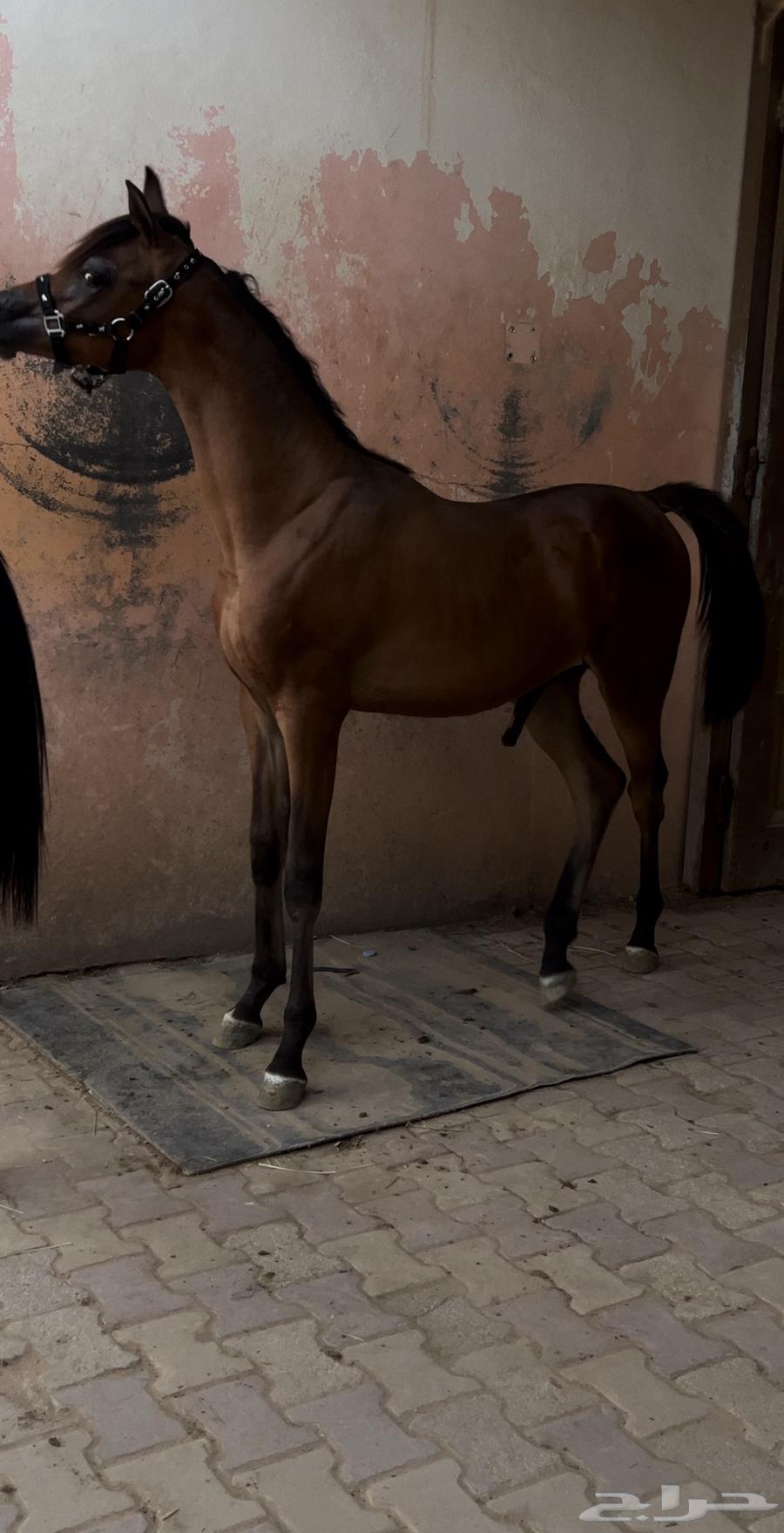 مهر فاخر للبيع64335124108289112