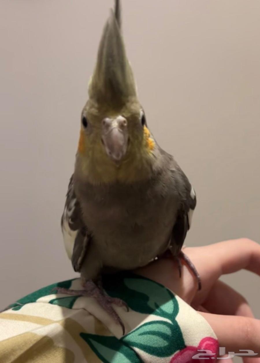 ببغاء كروان عمره اربع اشهر64328961075841112