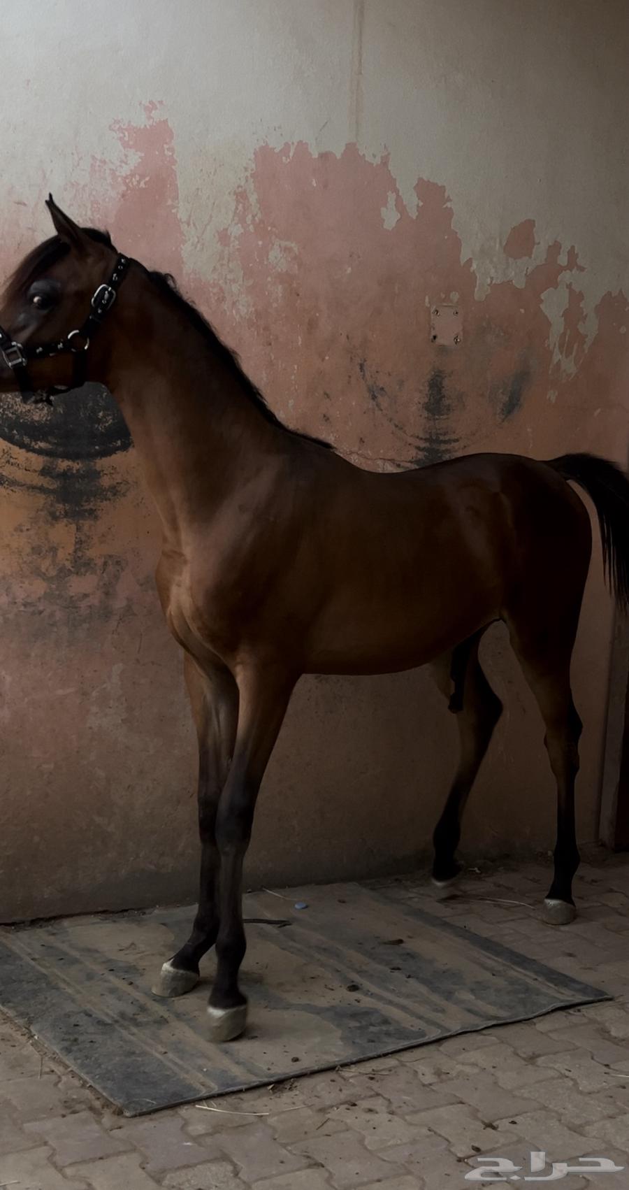 مهر فاخر للبيع64335124108289114