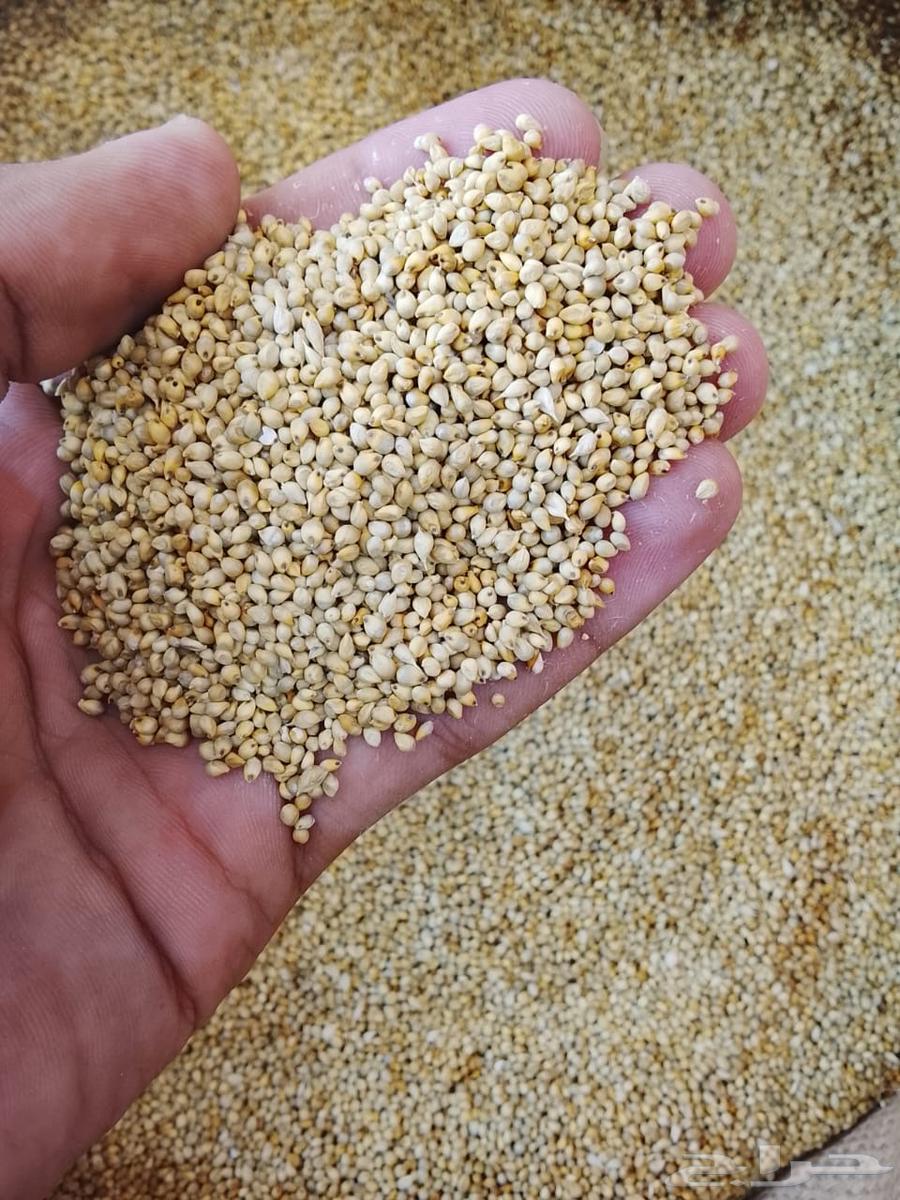 دخن سايه64331469108737110