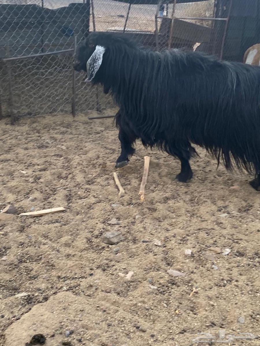 تيس فحل للبيع64327545240961114