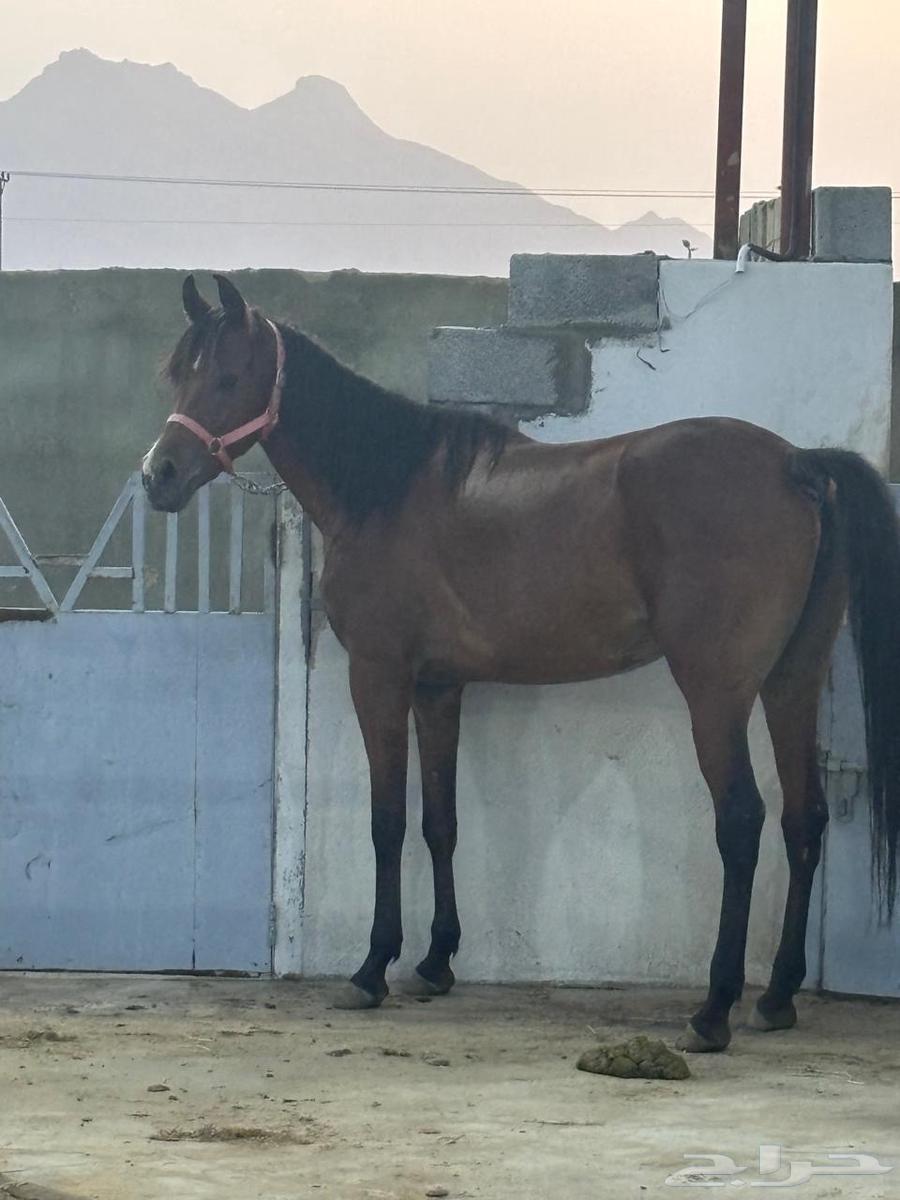 A racing mare with a foal and a filly64334222134657111