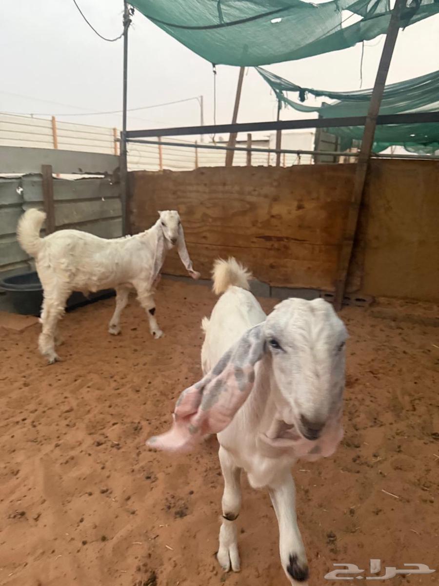 تيوس مشاريع صنف مطورة64344243208579112