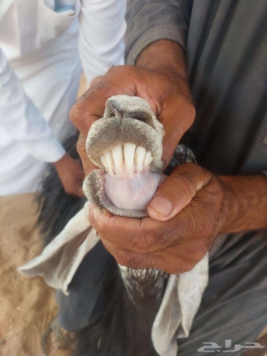 ثلاث معزا عوارض للبيع64334492817538110