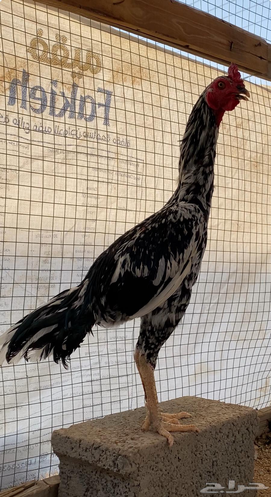 ديك باكستاني سندي نسل غبشان64333316340353111