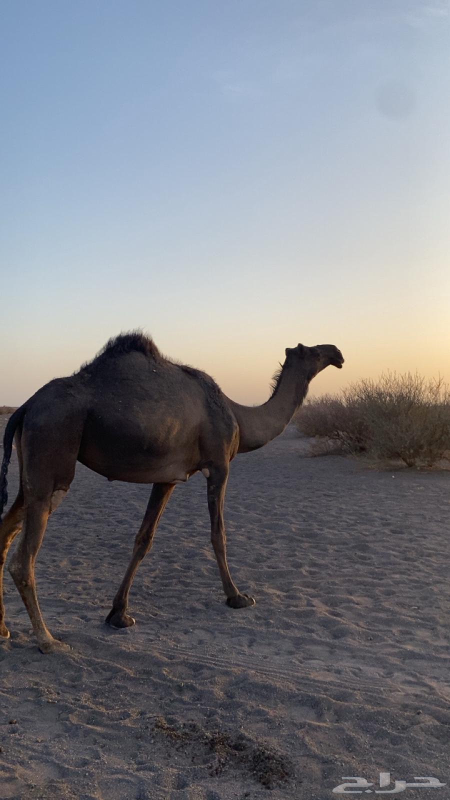 Bakra64341434163969110