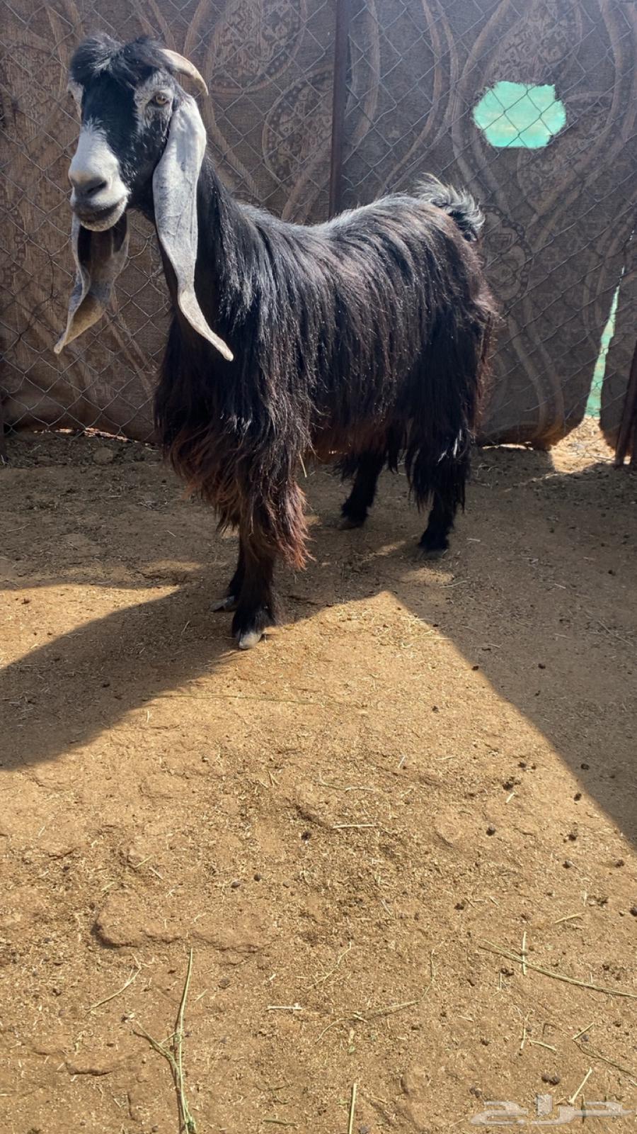 عنز عارضيه صنف64342818310145110