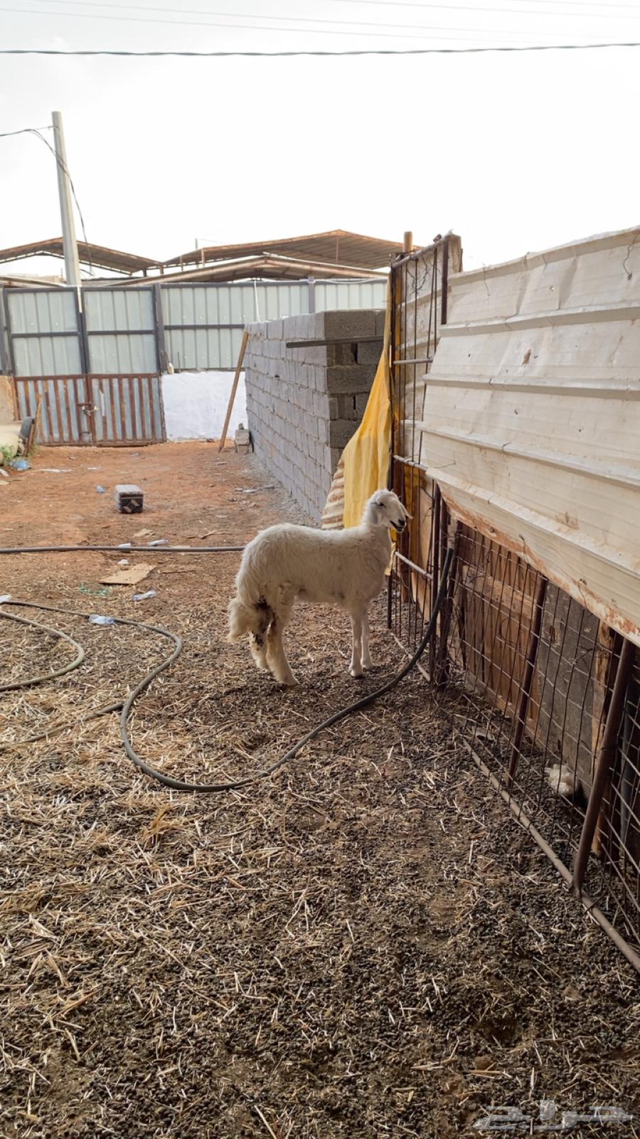 رخل ضهرها فوق الوسط سليمه شرط64344911901443110