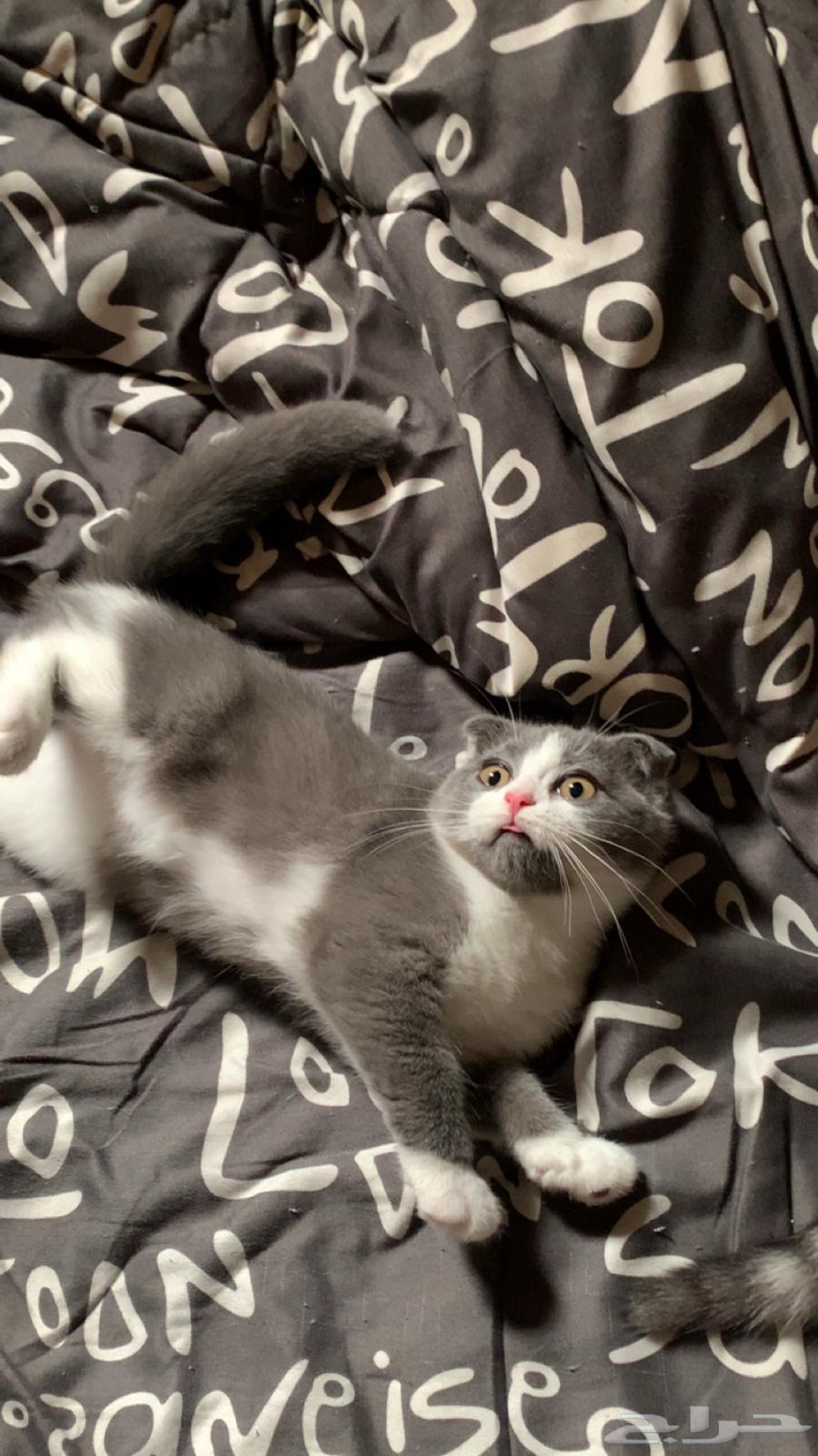 قطط سكوتش للبيع64337841204611110