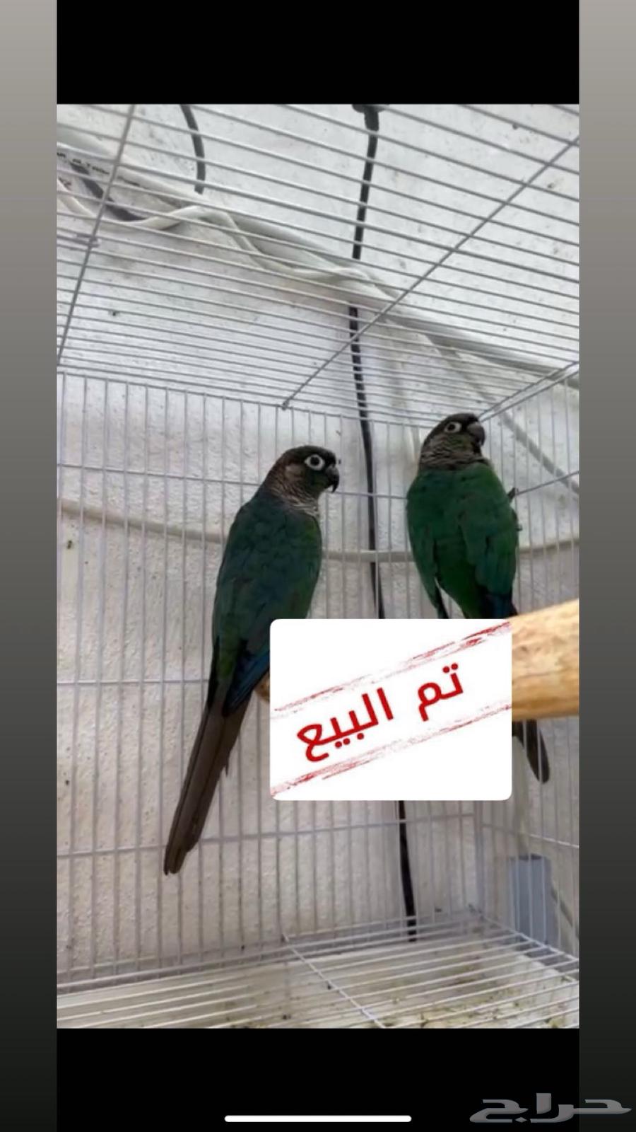 زوج كنيور فايلوت   وبلو شيك64330252177794110