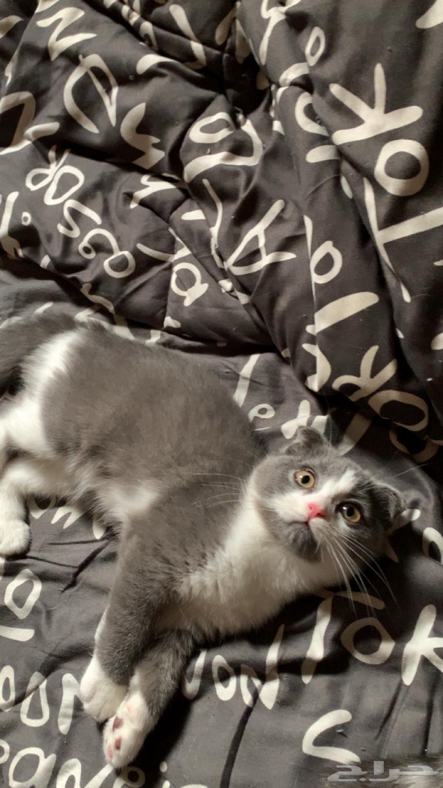 قطط سكوتش للبيع64337841204611111