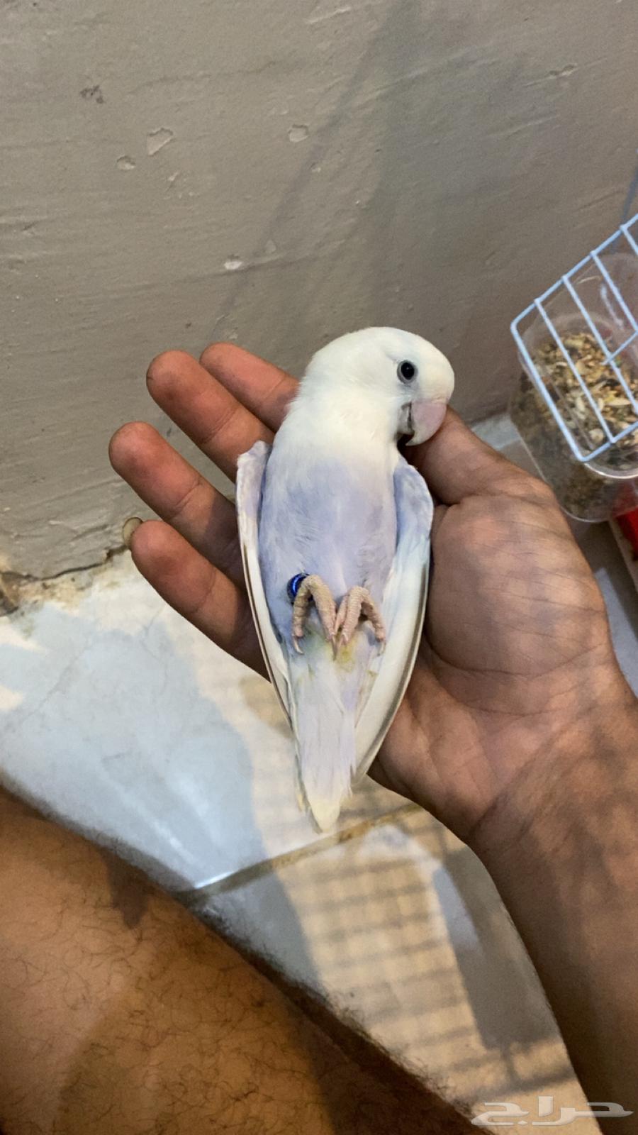 للبيع طيور روز ذكر اليف نص64343974417667110