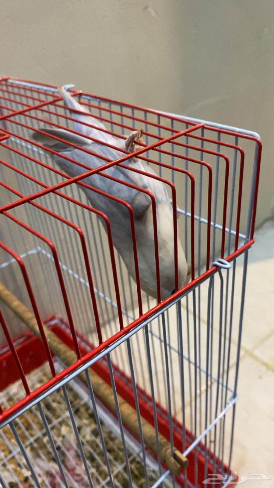 للبيع طيور روز ذكر اليف نص64343974417667112