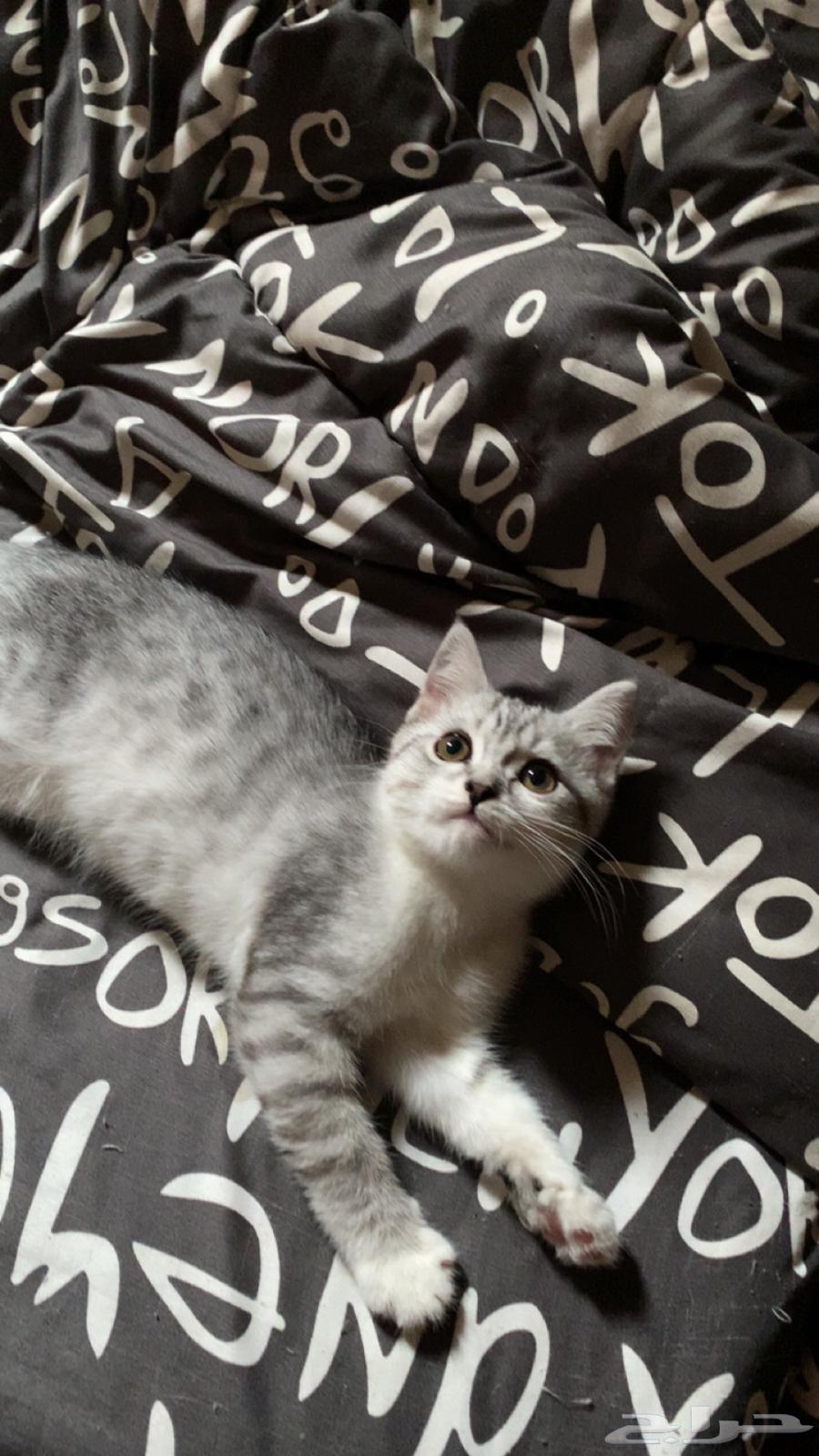 قطط سكوتش للبيع64337841204611113