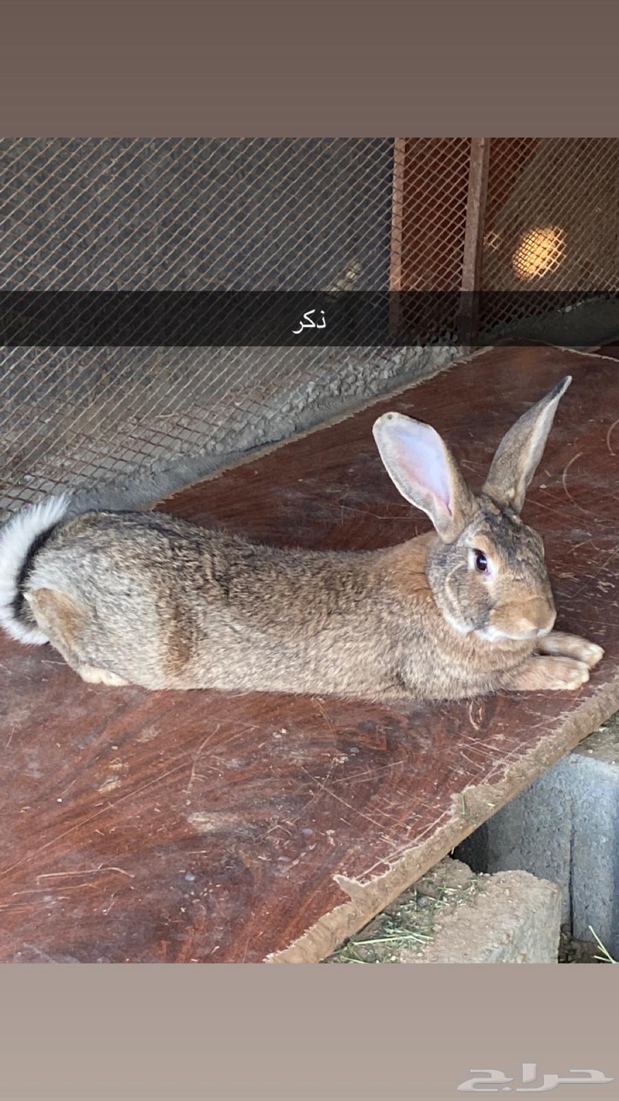 ارانب شنشلا64347997509377110