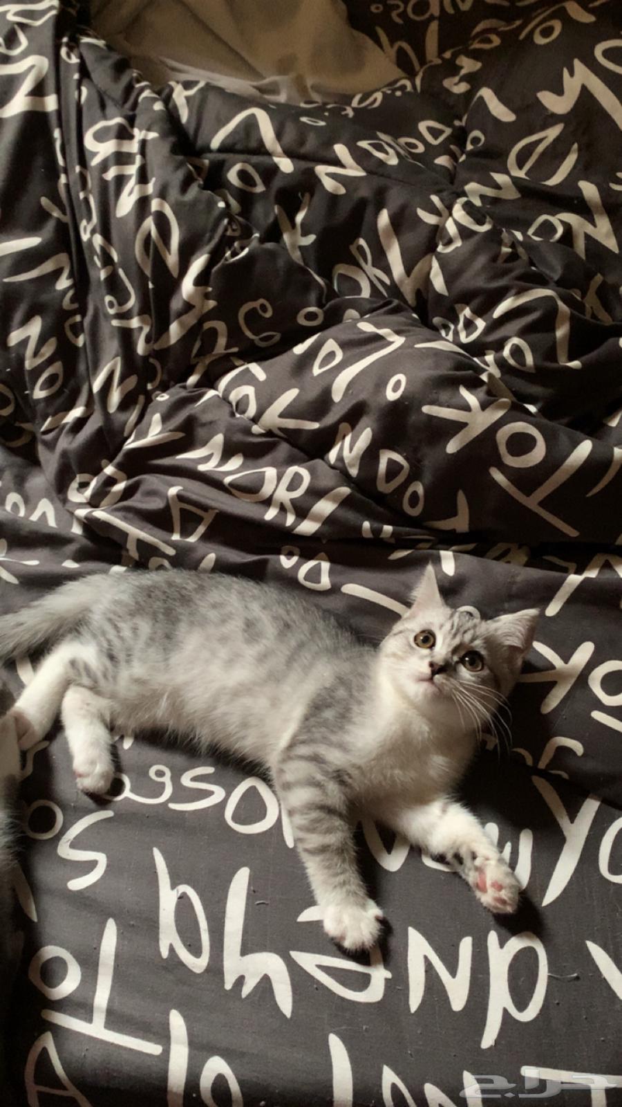 قطط سكوتش للبيع64337841204611112