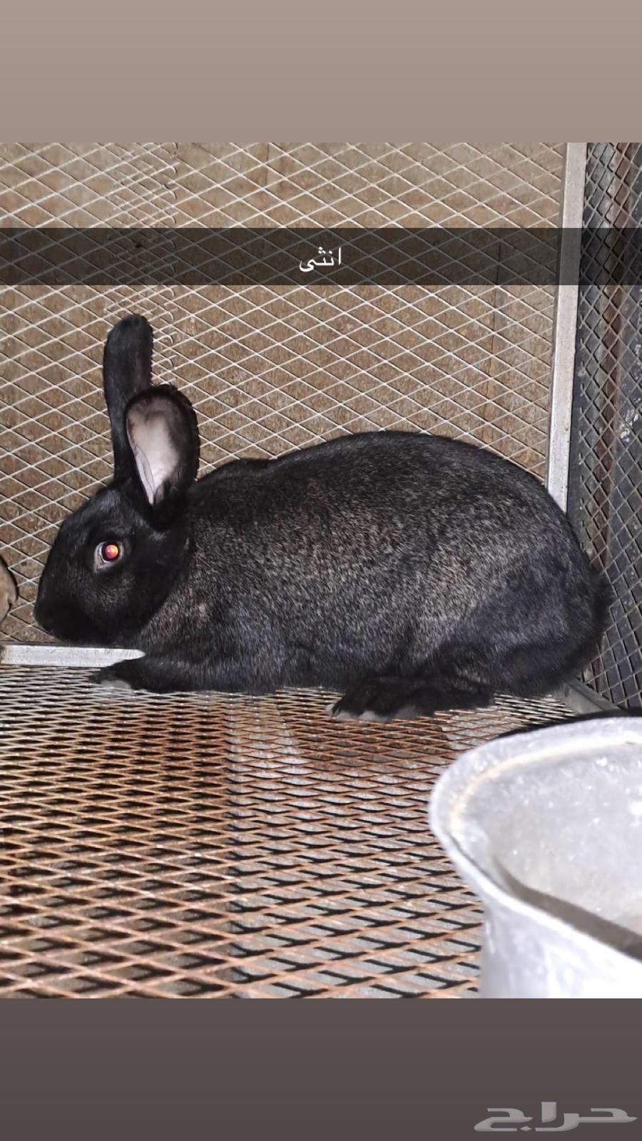 ارانب شنشلا64347997509377111