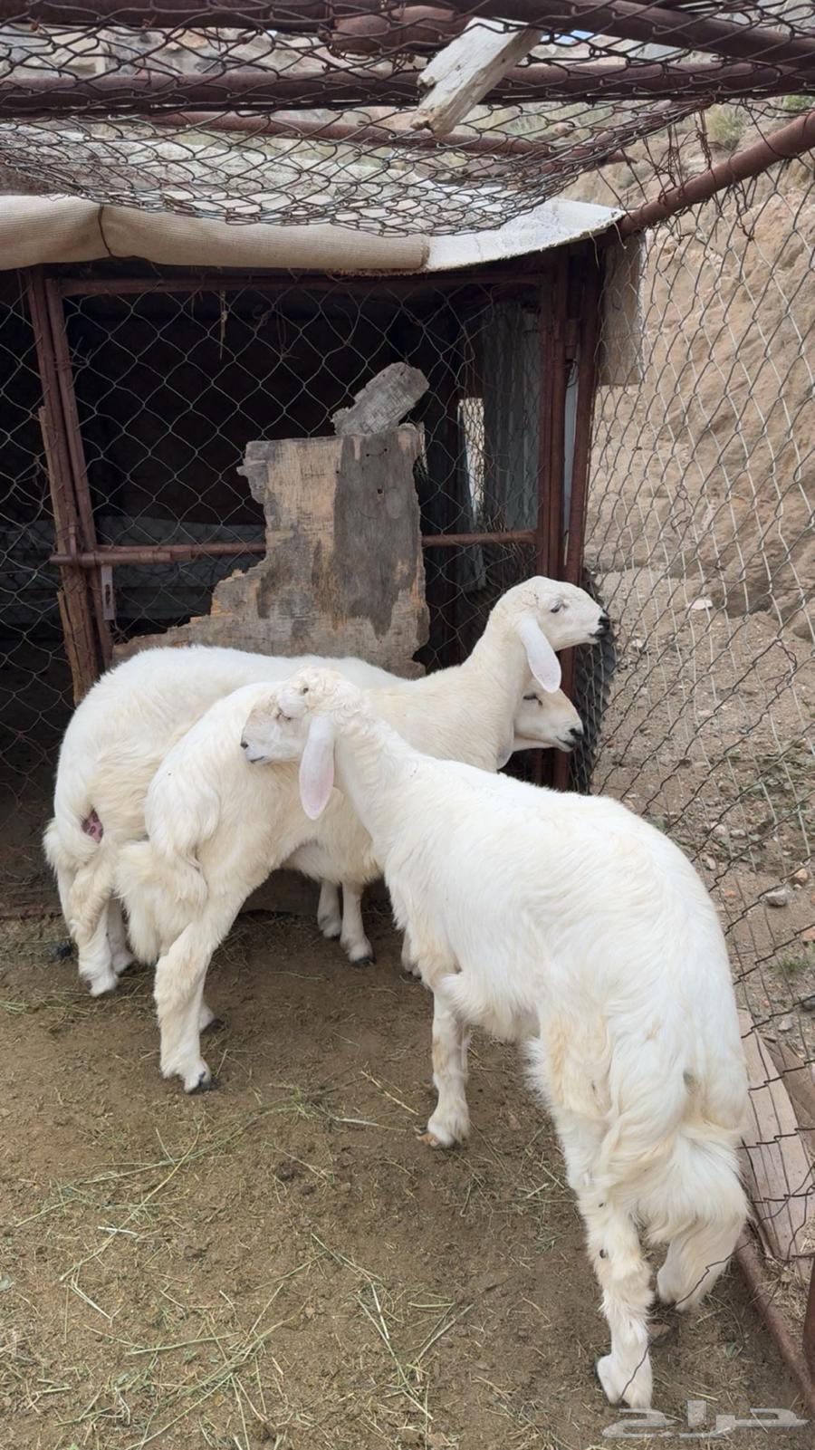 خرفان للبيع64343764057217112