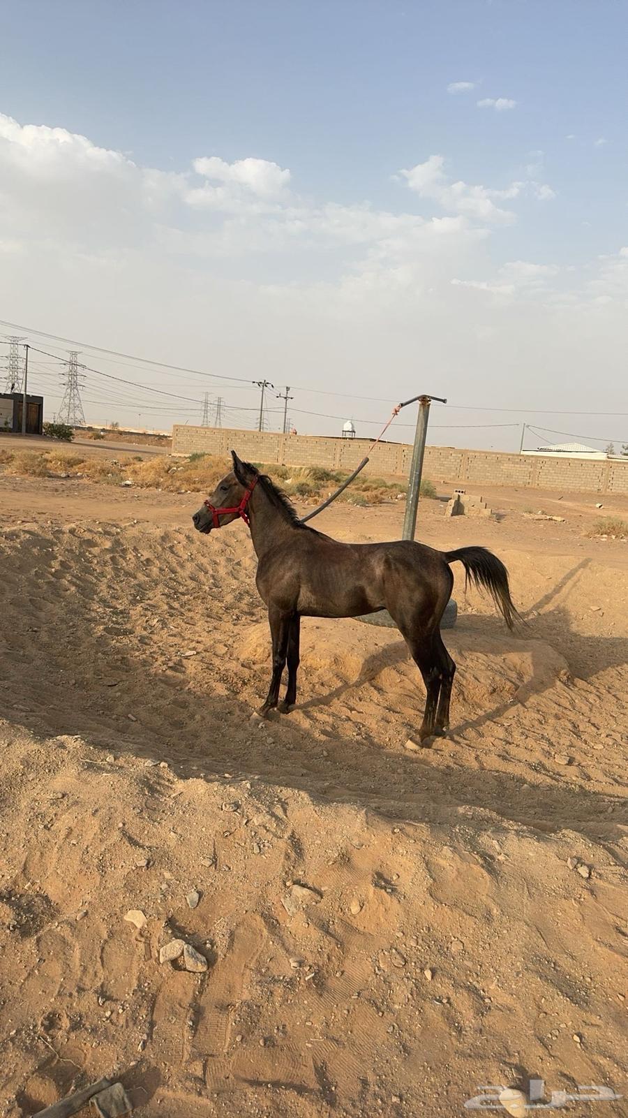 حصان شعبي  تم البيع64346354516609110