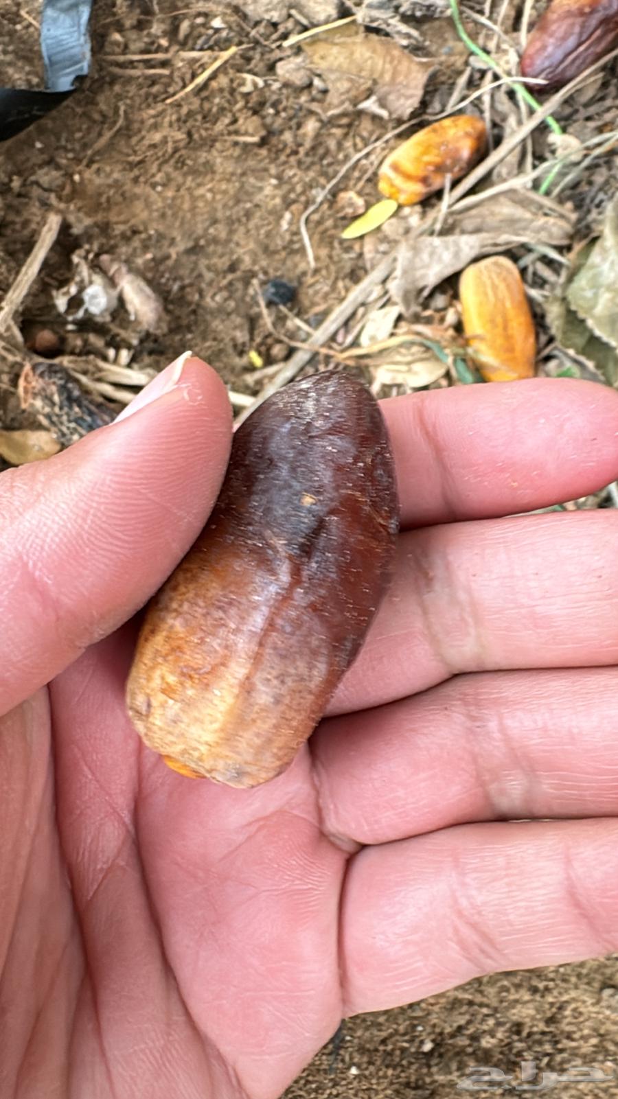 فسايل نخل بياض64342276393218113