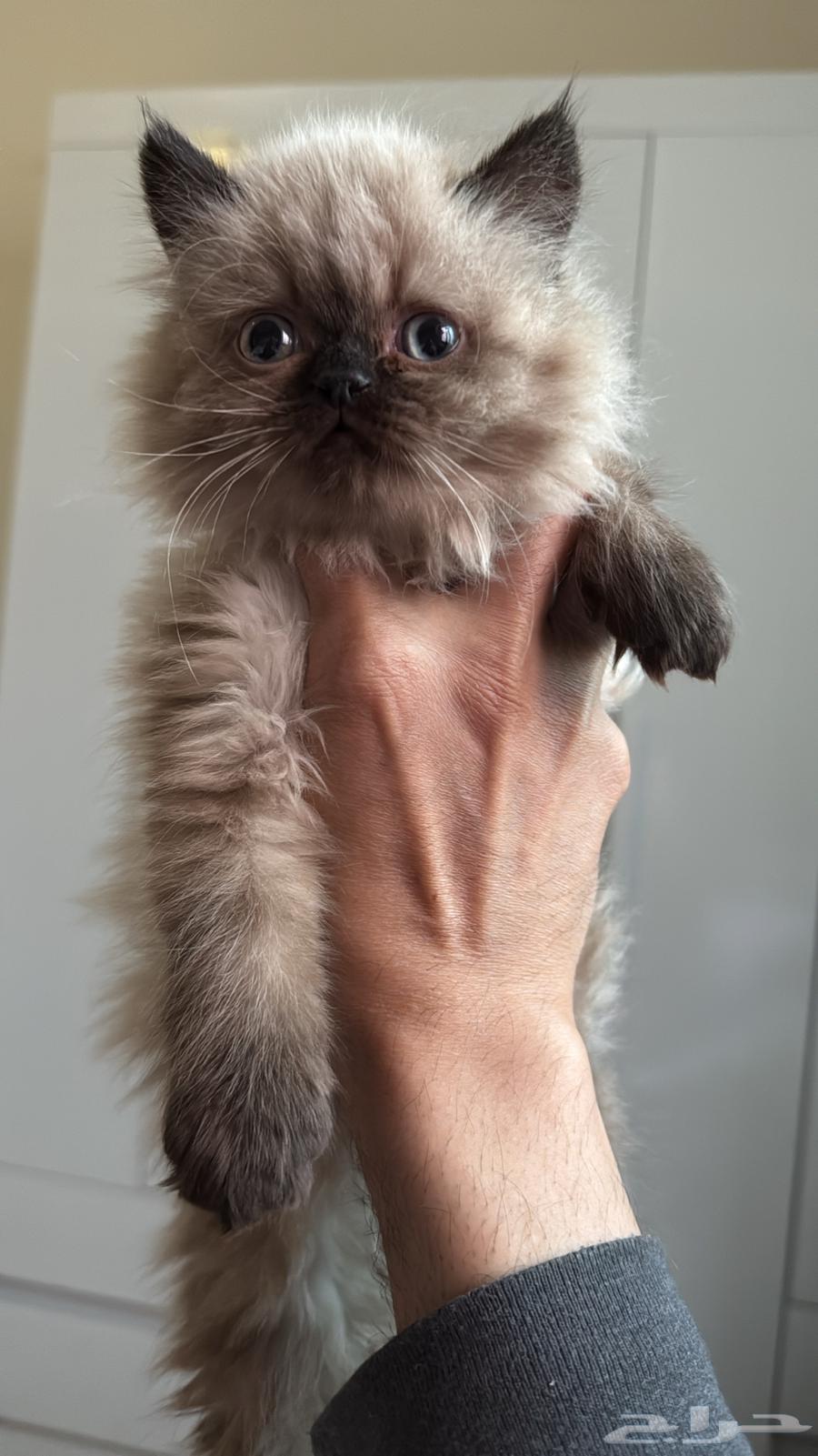 قطوه همالايا64344362381571111