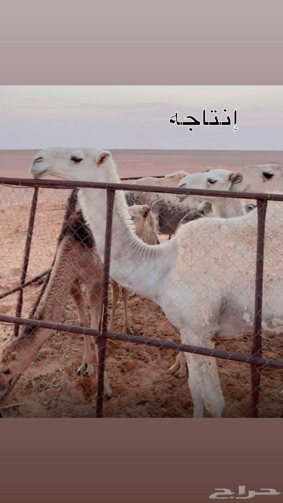 A good camel product and a condition on all the Adhareeb64348363537283113