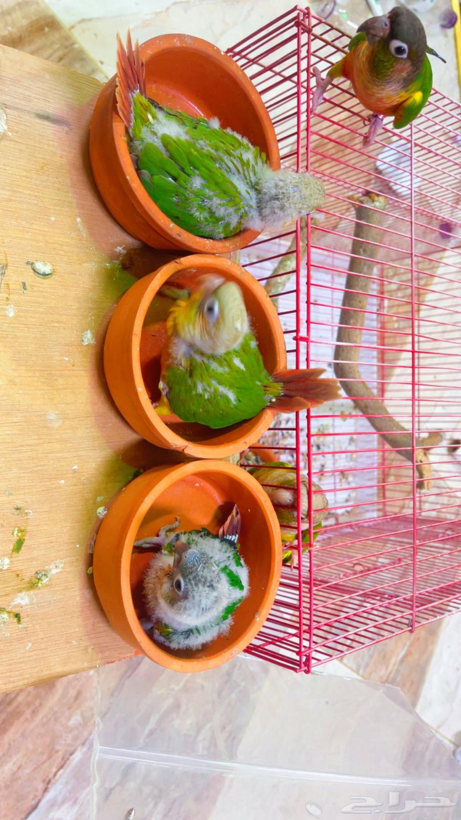 جوز كوتيورقرين شيك ويلو سايد منتج64338391905410113