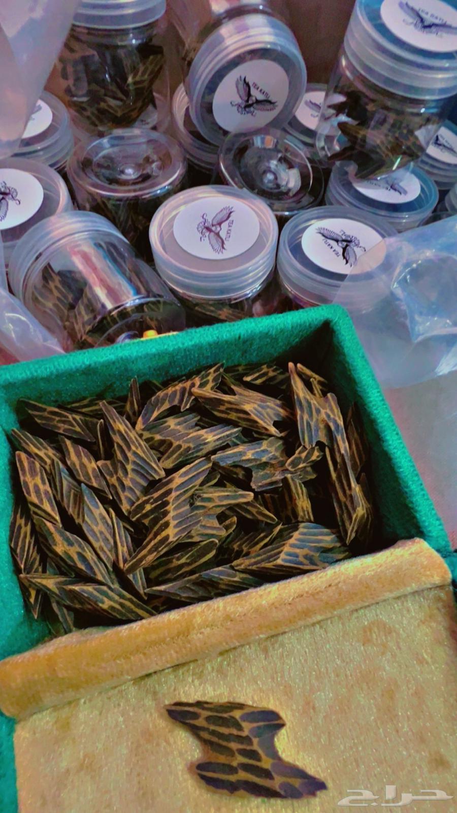 Tayger64343404269826110