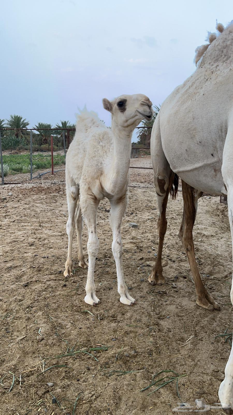 بكره تماميه للبيع64345359054723110