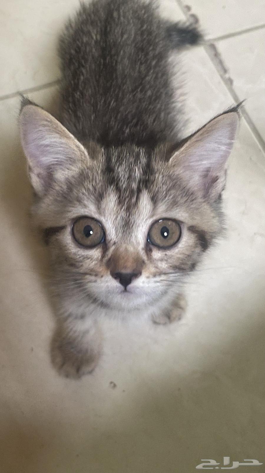 قطة للبيع64341191469570110