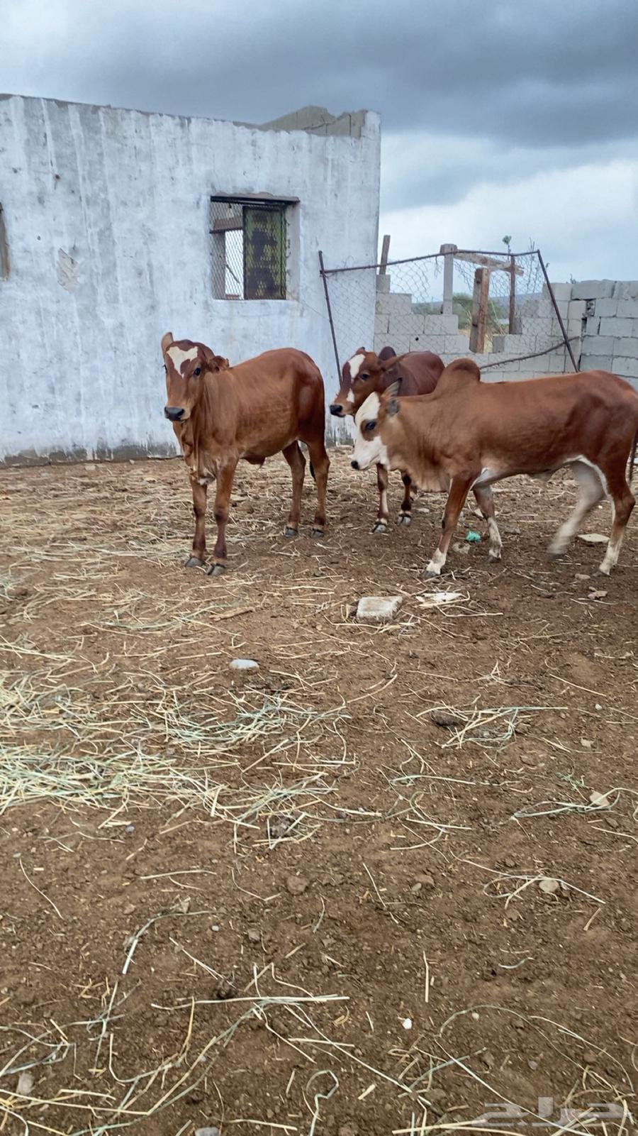 Haslan64344525210498114