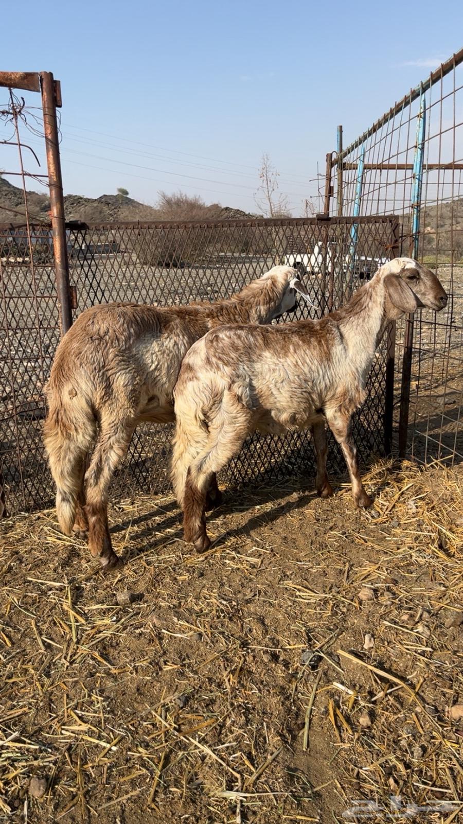 Luxury slaughter sheep with saddles on the move64343974481411110