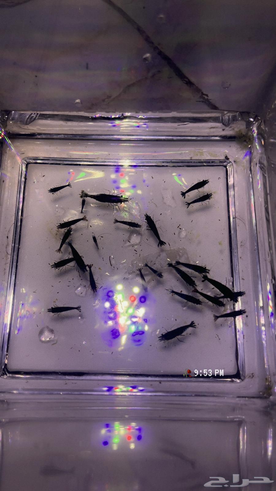 شريمب نهري (بلاك جوست)64336336141826112