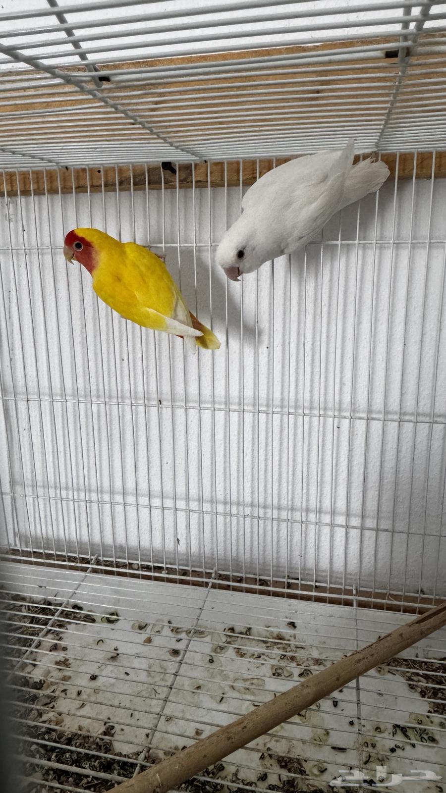 للبيع روز64340401881601111