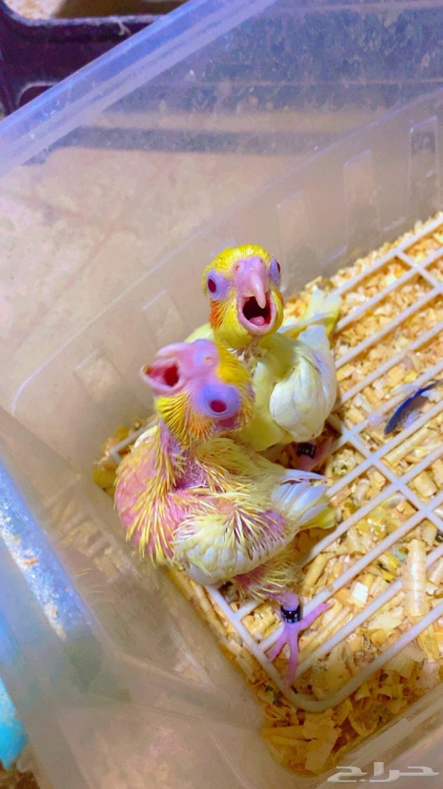 العرض فرخين كروان غر الموقع القريات((تم البيع))64336455086977110