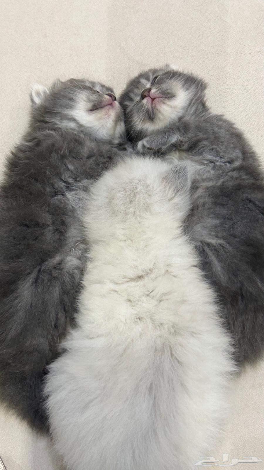 Cats64336588541699114